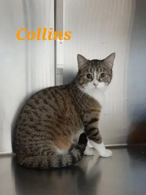 Collins photo 2