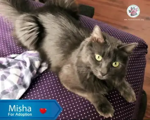 Misha photo 4