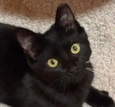 Indigo