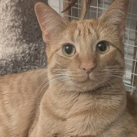 Mac