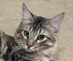 Stewart