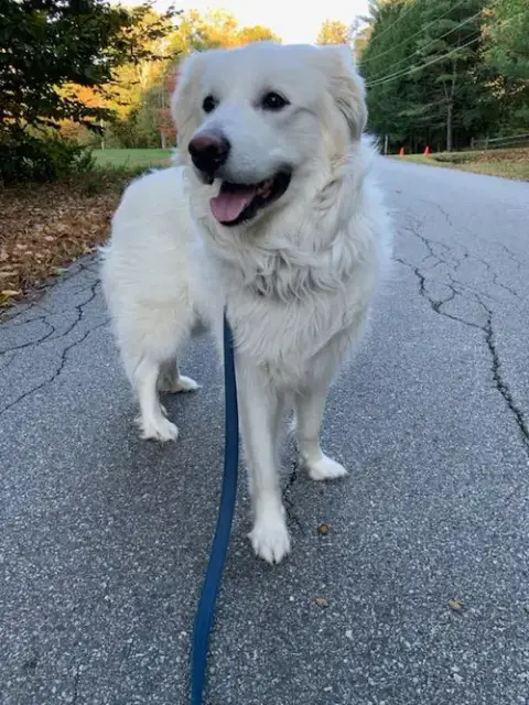 Sadie In Nh(Sponsored!) photo 2