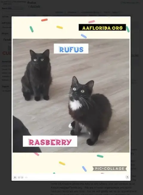 Rasberry photo 2