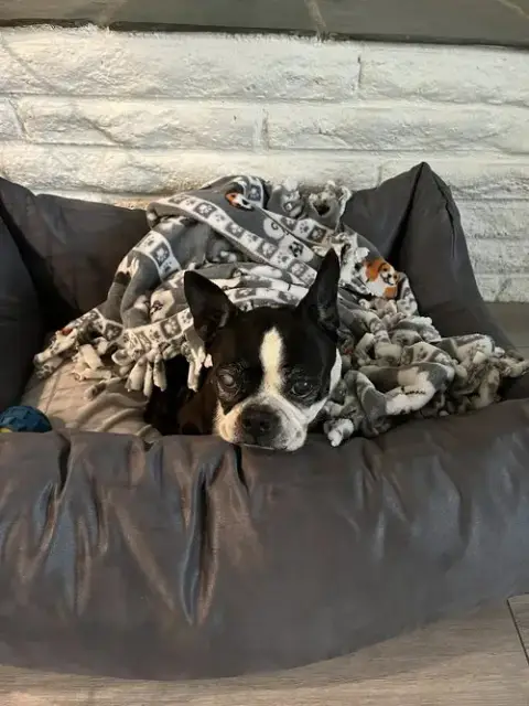 Molly photo 4