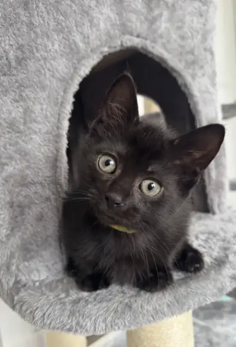 Pepper