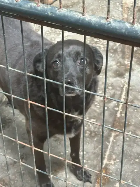 Bella