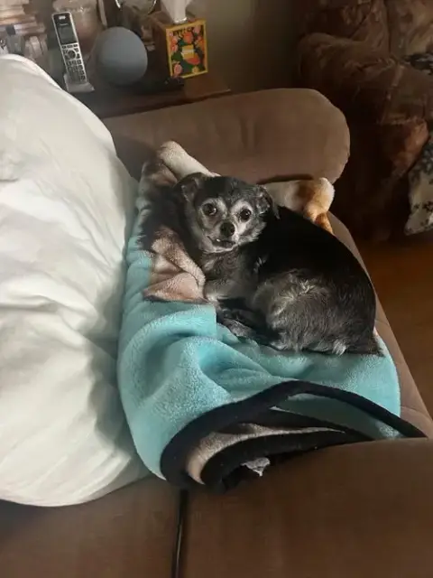 Gizzie