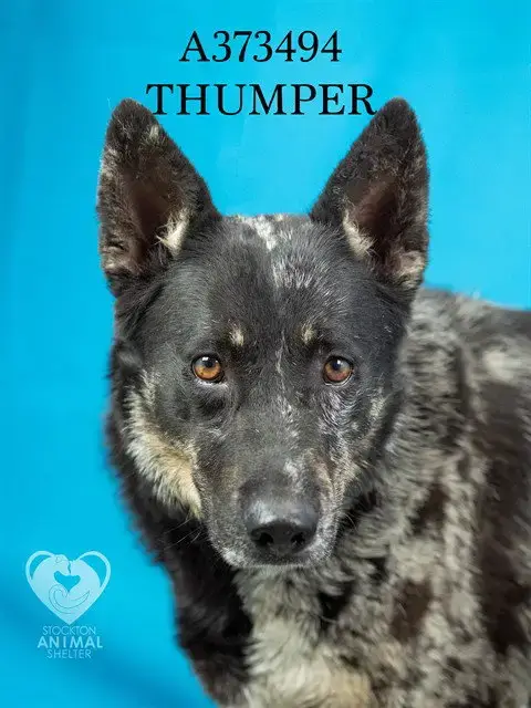 Thumper