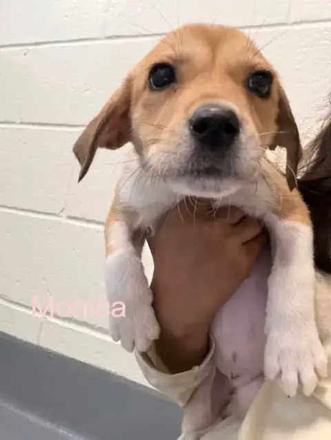 Monica