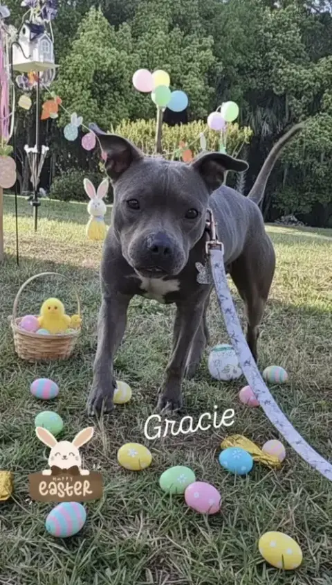 Gracie Fh photo 2