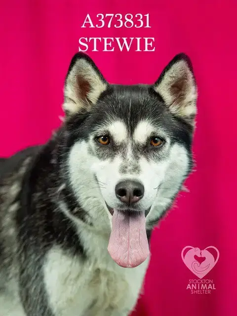 Stewie