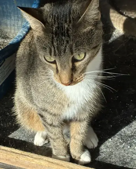Pecan