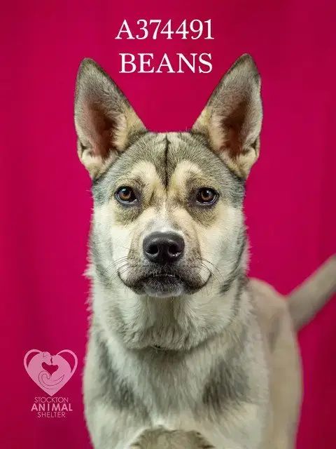 Beans