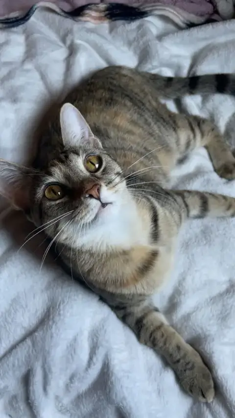 Evangeline