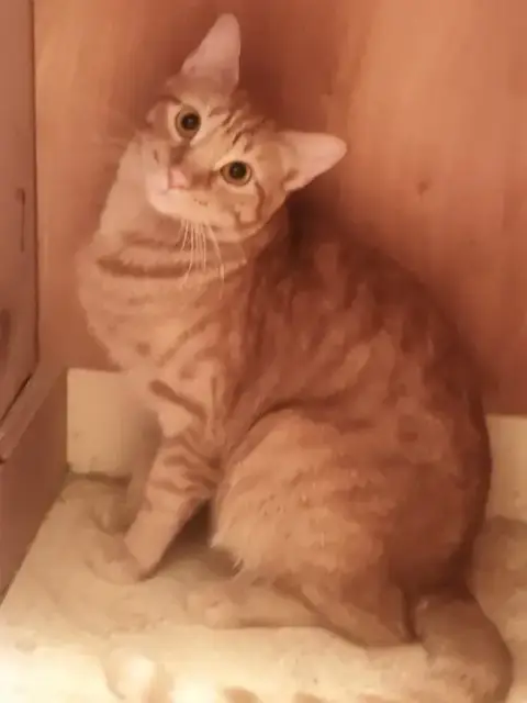 Ginger Boy #The-Sweetest photo 3