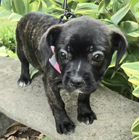 Puppy Gidget photo 2