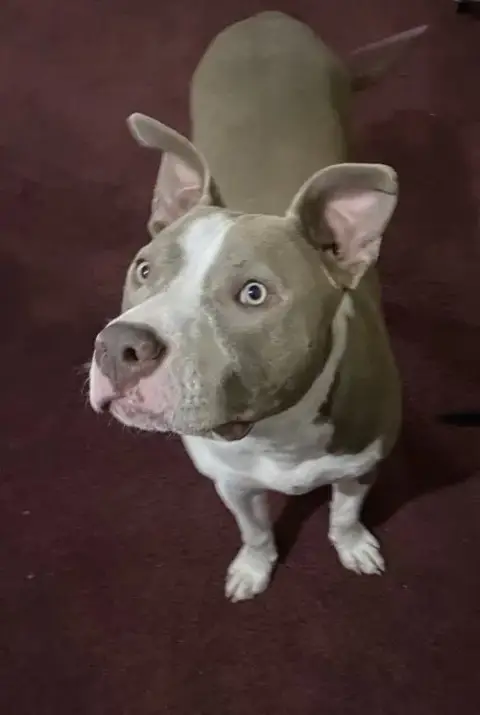 Two Tone Tucker photo 3