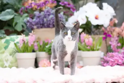 Darling Dixie / Mister photo 4