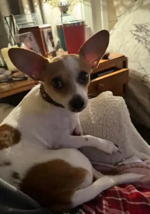 Toby Cp