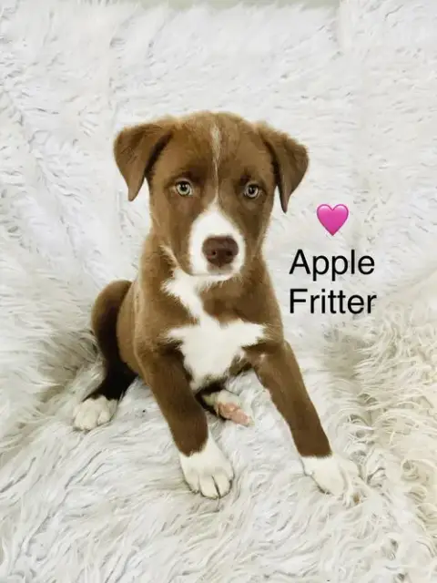 Apple Fritter photo 2