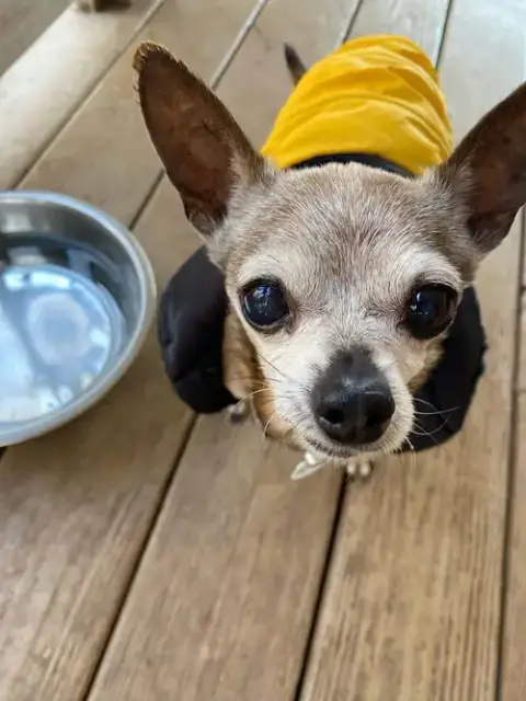 Taco photo 2