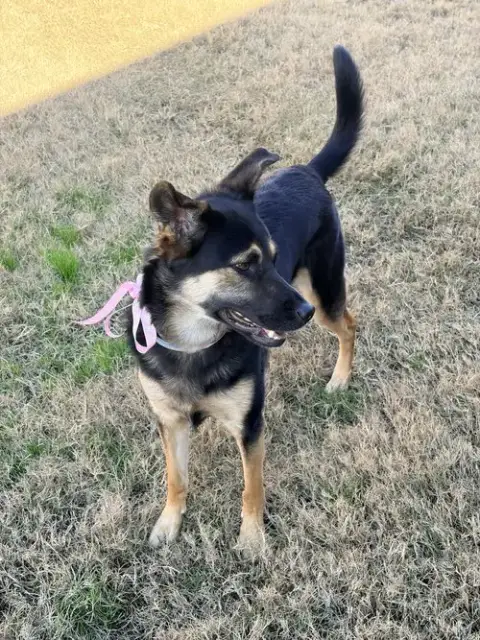 Stella