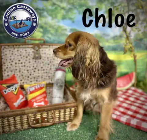 Chloe photo 2