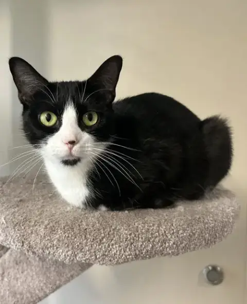 Maggie