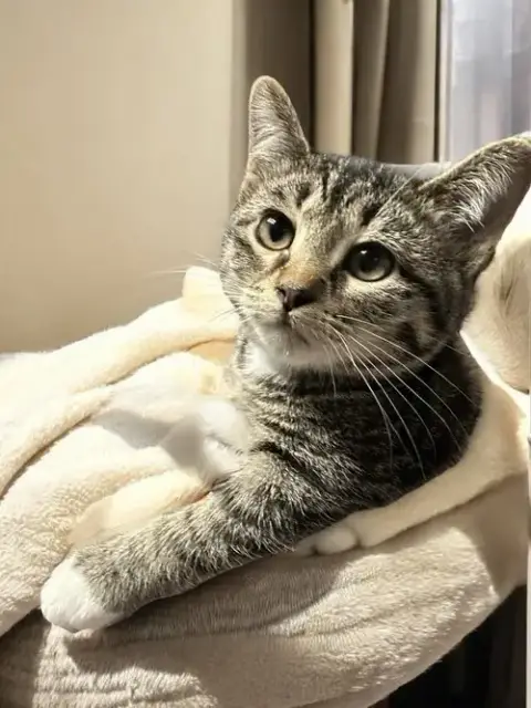 Evie