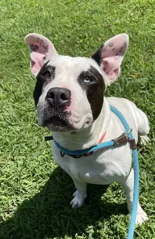 Molly