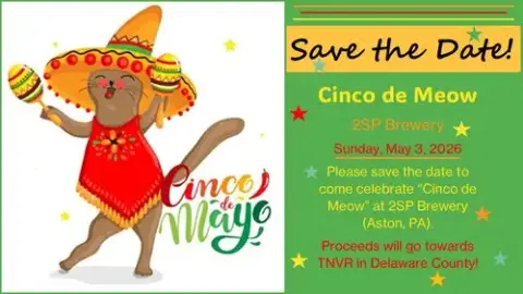 Cinco De Meow At 2Sp Brewing Co photo 4