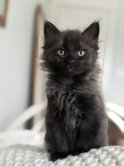 Truffle