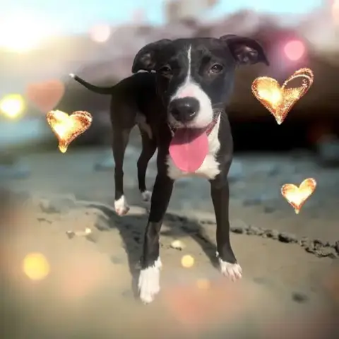 Phoebe photo 4
