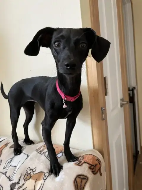 Bella photo 2