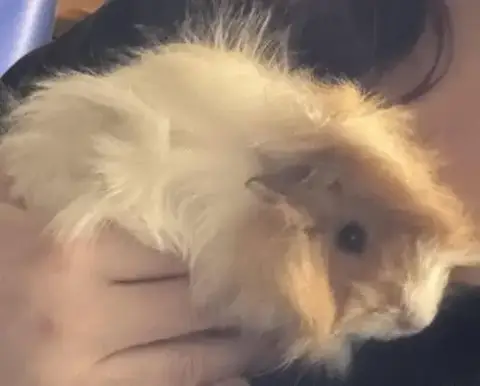 Pickle