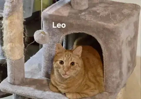 Leo photo 2