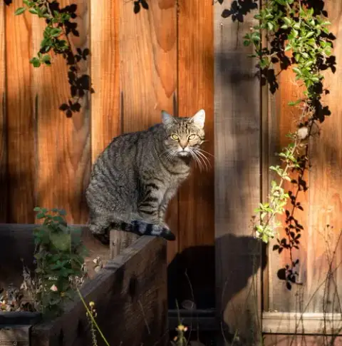 Barn Cats photo 2