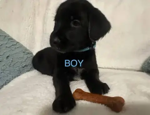 Pups photo 2