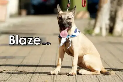 Blaze From Taiwan photo 4
