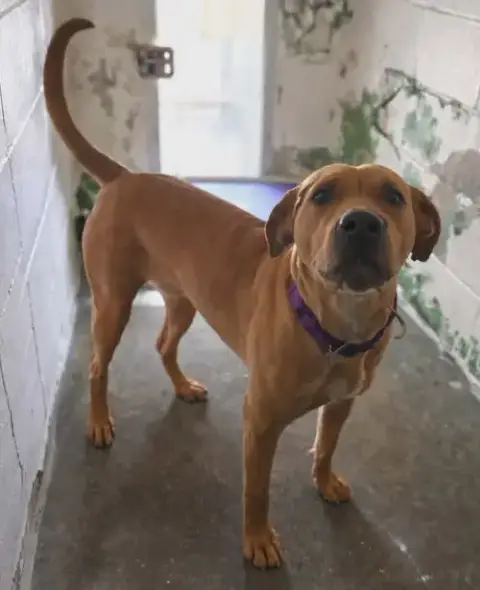 Gracie "Sunny:"  At Shelter photo 2