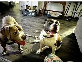 Cowboy And Duke photo 2