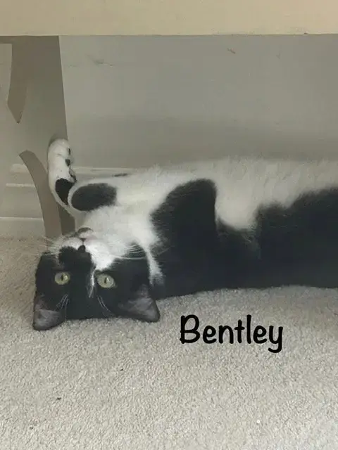 Bentley