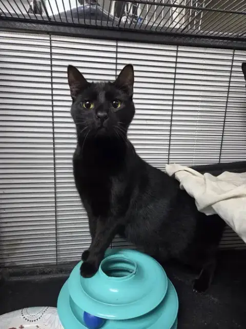 Marla
