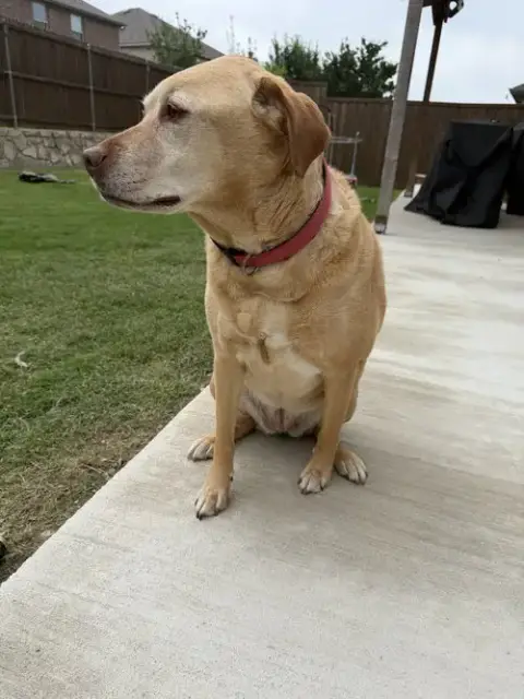 Piper photo 2