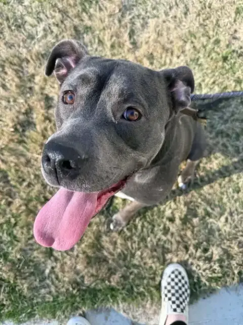 Dixie photo 4