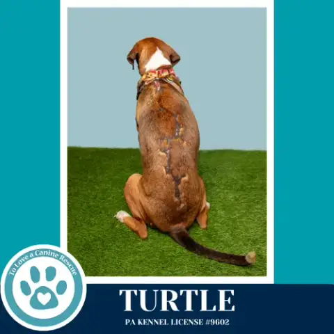 Turtle 041126 photo 4