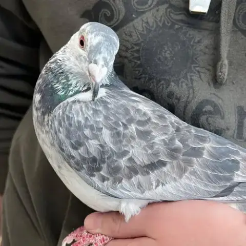 Pigeot 282