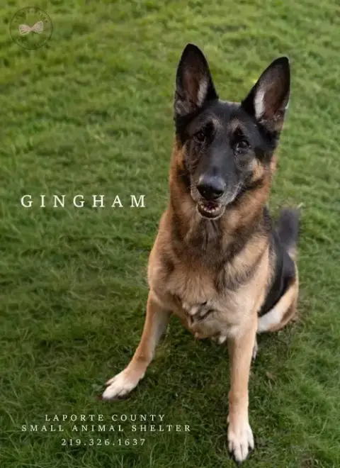 Gingham
