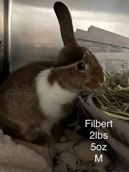 Filbert