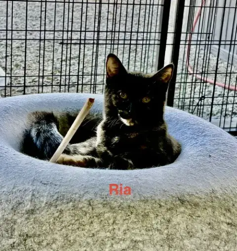 Ria photo 3